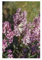 Animaux - Papillons - Fleurs - CPM - Voir Scans Recto-Verso - Butterflies