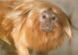 Animaux - Singes - Golden Lion Tamarin - Taken At Jersey Wildlife Preservation Trust By Phillip Coffey - Carte Neuve - C - Affen