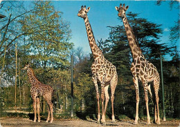 Animaux - Girafes - Suisse - Bale - Zoologischer Garten Basel - Giraffen - CPM - Voir Scans Recto-Verso - Girafes