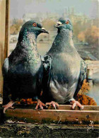 Animaux - Oiseaux - Les Animaux De Jean Lourane - 36 - Les Pigeons - CPM - Voir Scans Recto-Verso - Vogels