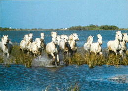 Animaux - Chevaux - Camargue - Chevaux Dans Les Marais - Carte Neuve - CPM - Voir Scans Recto-Verso - Pferde