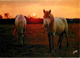 Animaux - Chevaux - Camargue - Coucher De Soleil - Voir Scans Recto Verso  - Paarden