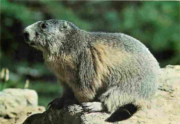 Animaux - Marmottes - CPM - Voir Scans Recto-Verso - Other & Unclassified