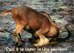 Animaux - Chèvres - Carte à Message Humoristique - CPM - Voir Scans Recto-Verso - Other & Unclassified