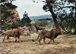 Animaux - Fauves - Lion - Réserve Africaine De Sigean - Zoo - CPM - Voir Scans Recto-Verso - Löwen