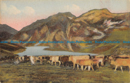 R044263 Tableaux Pyrenees. Troupeau Descendant Des Hauts Paturages - Wereld