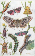 Papillons Et Chenilles Sur Tuck's Post Card (prédécoupés Détachable) Illustrateur N. BRABY . Carte Très Bon état. - Papillons