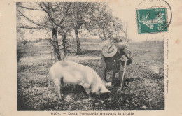 Deux Périgords Trouvant La Truffe - Cochon - Gros Plan -voyagée En 1911 - Altri & Non Classificati