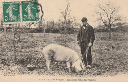 En Périgord- La Recherche Des Truffes - Truie - Voyagée En 1912 - Otros & Sin Clasificación