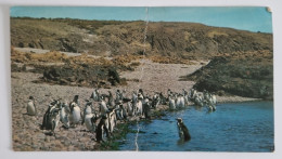 CPA Non Circulée - 18 Cm X 10 Cm - ARGENTINA - CAMARONES, CHUBUT - VISTA PINGÜINERA 1974 - Argentine