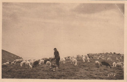 Les Pyrénées - Pâturage - Berger, Son Chien Et Ses Moutons - Other & Unclassified