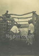 SOINS VETERINAIRES Vers 1900 Vache Boeuf 2 Photos 16 X 11 Cm - Altri & Non Classificati