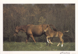 Des Chevaux - Horses