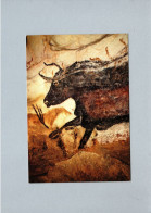 Histoire - Grotte De Lascaux - Grand Taureau Noir - History