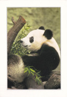 Le Grand Panda - Andere & Zonder Classificatie