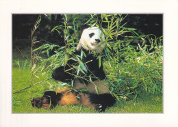 Le Grand Panda - Altri & Non Classificati