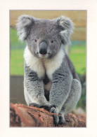 Un Koala - Andere & Zonder Classificatie