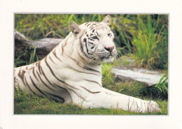 Un Tigre Blanc - Tigri