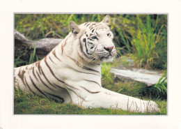 Un Tigre Blanc - Tiger