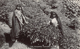 Sril Lanka - Tea Plucking - REAL PHOTO - Publ. Plâté & Co. 62 - Sri Lanka (Ceylon)