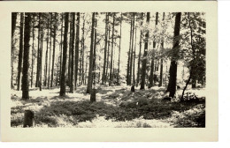 Ref 1 - Photo : Un Coin De Foret Et Les Myrtilles - Trois Epis , Niedermorschwihr - France  . - Europe