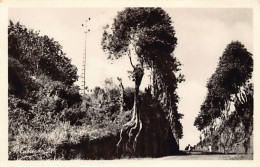 Guadeloupe - Route De Basse-Terre - L'allée Du Morne Carbet - Ed. P. Candalen 13 - Andere & Zonder Classificatie