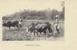 India - Indian Ploughmen - Inde