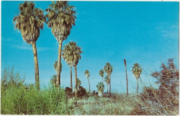 68  - Desert Palms Oasis - Autres & Non Classés