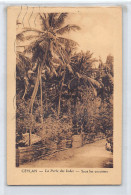 Sri Lanka - Under The Coconut Trees - Publ. Revue Apostolique  - Sri Lanka (Ceylon)