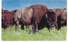 71 - America Bison - Other & Unclassified