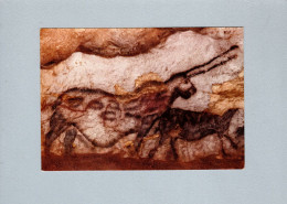 Histoire - Grotte De Lascaux - La Licorne - Storia