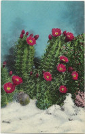 73 -White Sands Cactus - Sonstige & Ohne Zuordnung