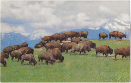 75 - American Bison - Other & Unclassified