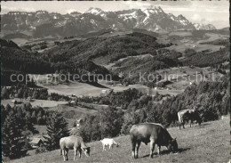 11640662 Alpstein Saentis Kuehe Alpstein - Sonstige & Ohne Zuordnung