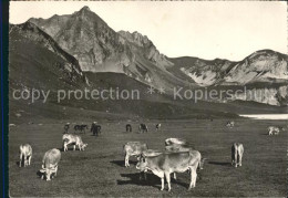 11640537 Frutt Melchsee Hochstollen Kuehe Weide Melchsee-Frutt - Sonstige & Ohne Zuordnung