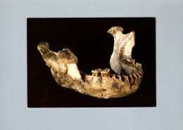 Musée De Tautavel (66) - Mandibule Anténéandertalienne - Adulte Agé - Museen