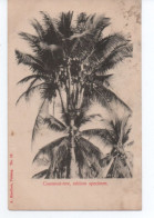 Penang Cocosnut Tree Seldom Specimen Malaysia Malaisie - Malasia