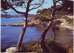 (83). Le Pradet. Calanque Des Oursinières 0356 écrite 1988 - Le Pradet