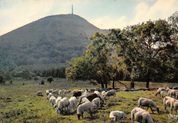 63  Clermont-Ferrand   Ceyssat Et Orcines LE PUY-DE-DOME Les Moutons En Troupeau  (Scan R/V) N°  51   \MT9112 - Clermont Ferrand