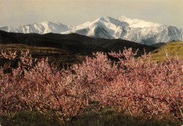 66 Prades Le PIC Du CANIGOU à Ille Sur Tet   (Scan R/V) N°   10   \MT9130 - Prades