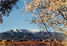 66 Prades Le PIC Du CANIGOU  Au Printemps  (Scan R/V) N°   17   \MT9130 - Prades