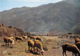 66 Amélie-les-Bains-Palalda  Vallespir Moutons Au Montbolo   (Scan R/V) N°   30   \MT9126 - Ceret