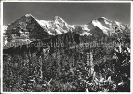 11639442 Schynige Platte Alpengarten  Schynige Platte - Altri & Non Classificati