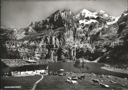 11639319 Oeschinensee Kandersteg Bluemlisalp Kuehe Weide Oeschinensee - Altri & Non Classificati