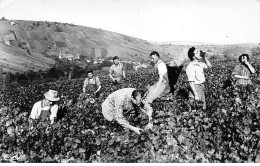 CHAVIGNOL - Vendanges - Très Bon état - Other & Unclassified