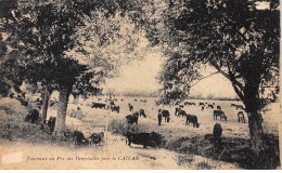 Taureaux Au Pré Des Demoiselles Près Le CAILAR - état - Autres & Non Classés