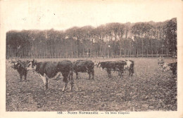 Notre Normandie - Un Beau Troupeau - Très Bon état - Otros & Sin Clasificación