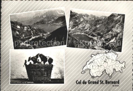 11638942 Grand St Bernard Fliegeraufnahme Bernardinerhunde-Babys Im Korb Grand S - Otros & Sin Clasificación