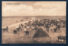 Argentine.  Republica Argentina.  Campo. Troupeau De Vaches En Pâturage. - Argentina