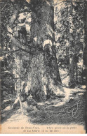 Environs De PEIRA CAVA - Arbre Géant De La Forêt De LA MAIRIS - Très Bon état - Sonstige & Ohne Zuordnung